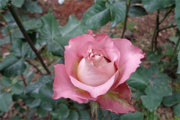 1699920067687525.jpg 英伦节拍月季的优缺点有哪些