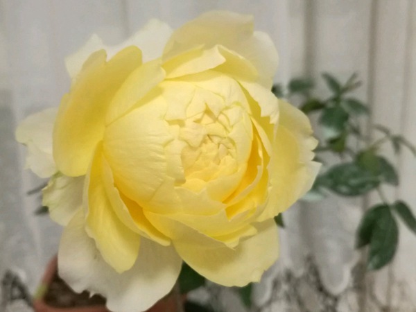 1699920895266409.jpg 焦糖古董和阳光古董月季哪个好