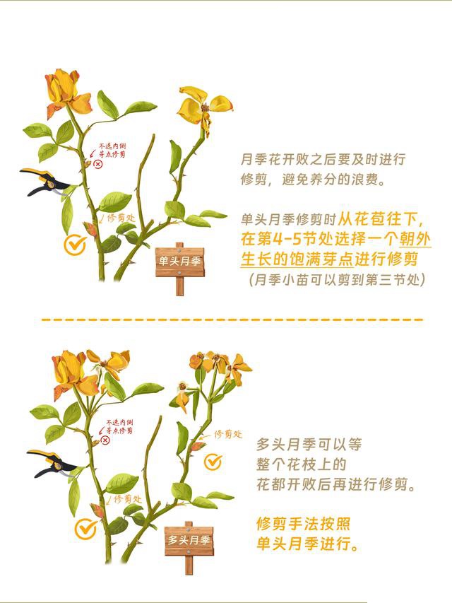 1700049327283425.jpeg 月季花修剪方法(详细图解)