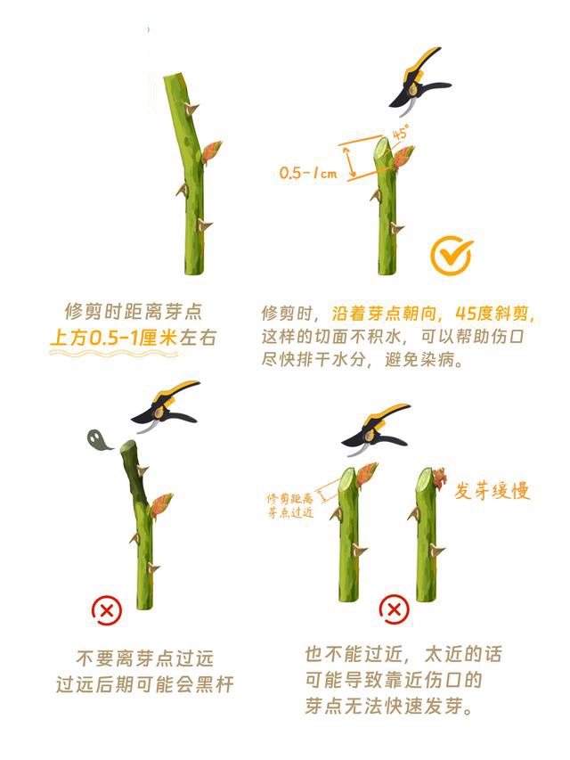 1700049327530409.jpeg 月季花修剪方法(详细图解)