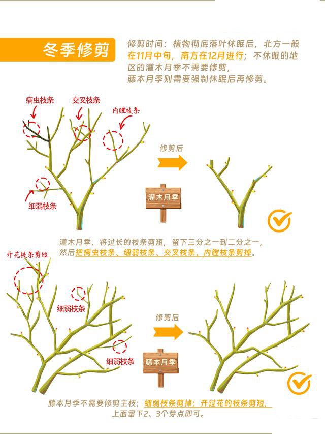 1700049327582162.jpeg 月季花修剪方法(详细图解)