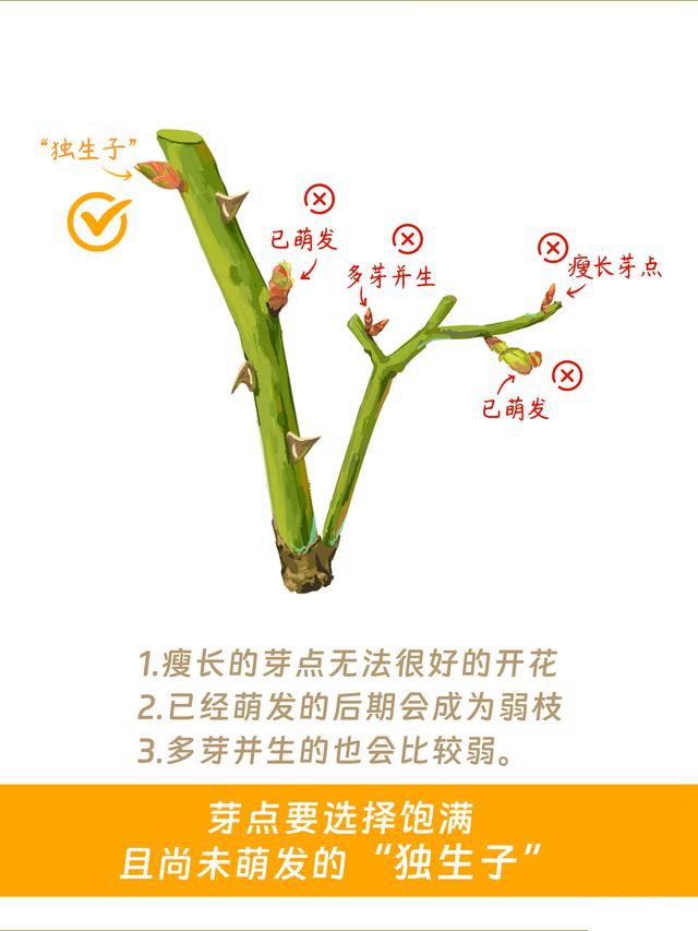 1700049327666829.jpeg 月季花修剪方法(详细图解)