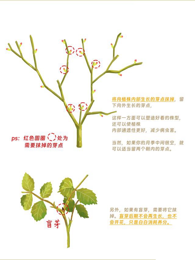 1700049327864975.jpeg 月季花修剪方法(详细图解)