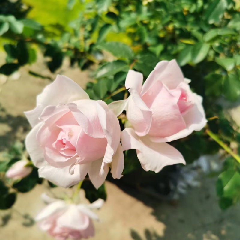 1700112393848051.jpg 艾米丽.德.佛瑞斯特