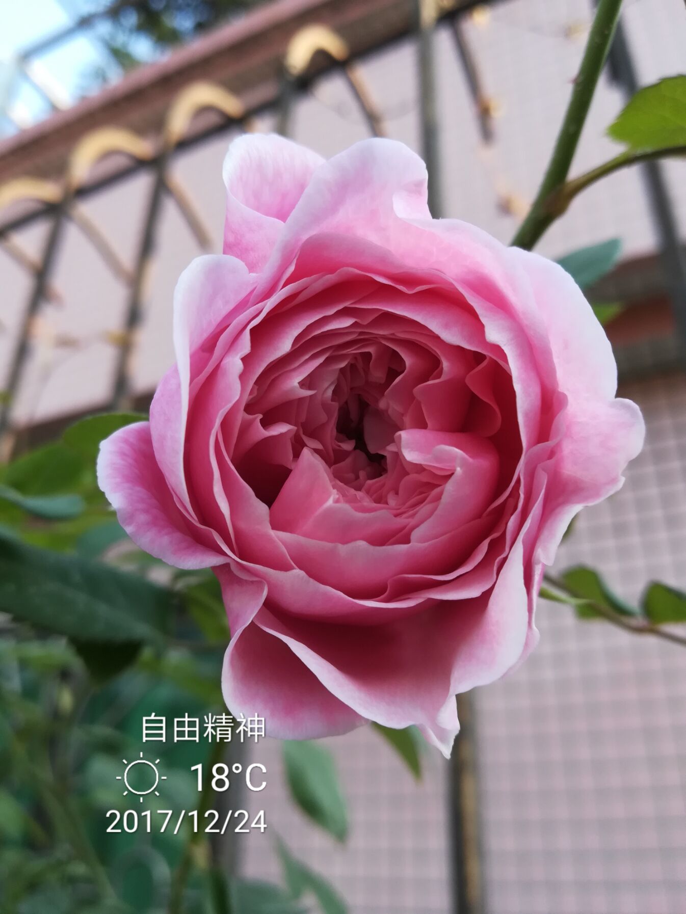 1700130389814600.jpg 粉色月季的花语与寓意是什么