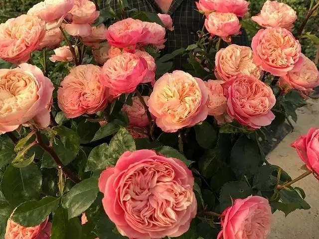 1700198780625072.jpg