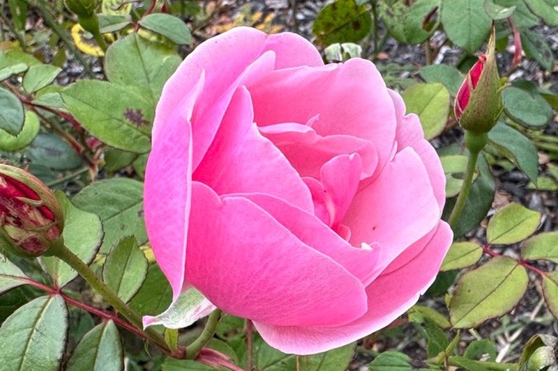 1700198939837043.jpg