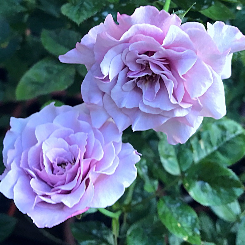 1700199181395538.jpg
