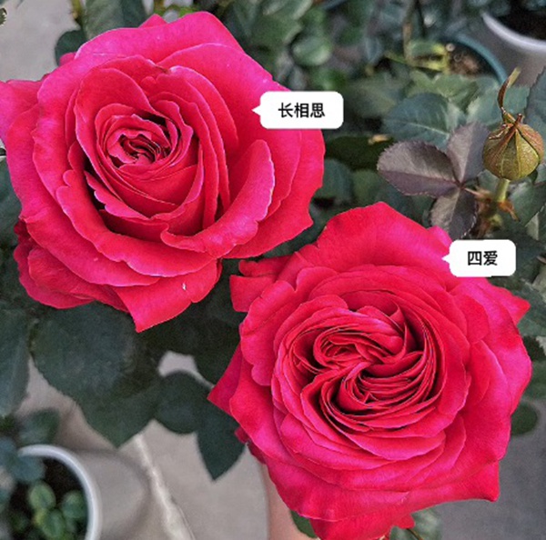 1700308919428304.jpg 四爱月季和长相思月季区别