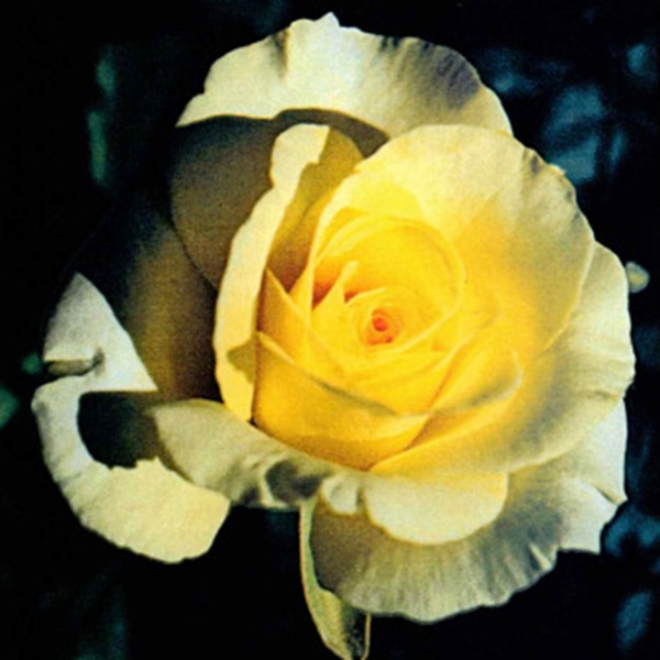 1700392400476987.jpg 1.jpg