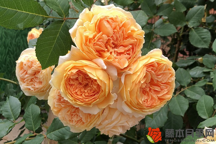 1700479550841647.jpg 秋季月季嫁接方法