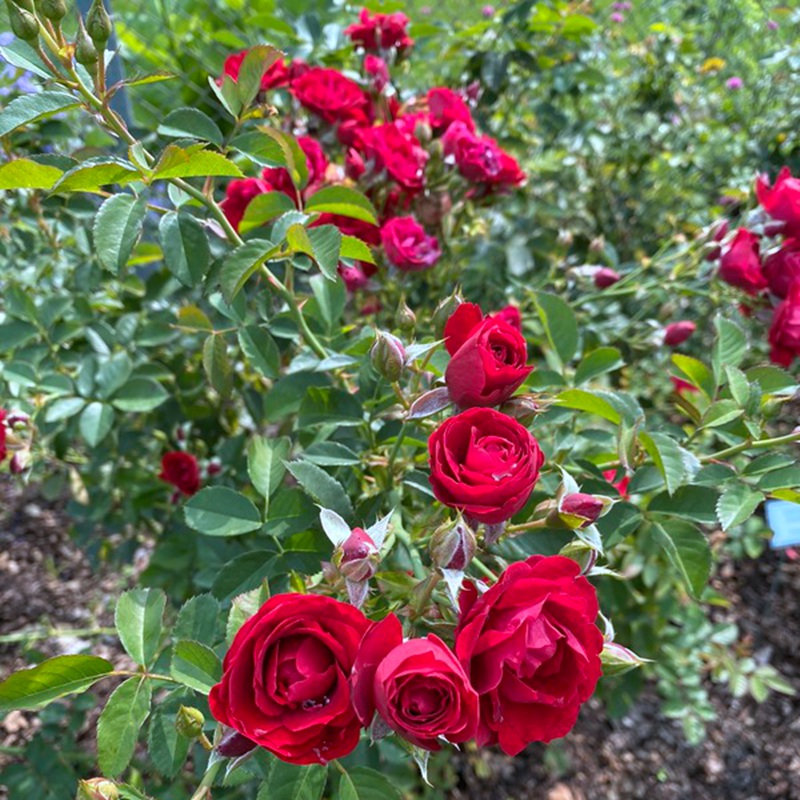 1700544523152981.jpg 樱桃冰霜Cherry Frost
