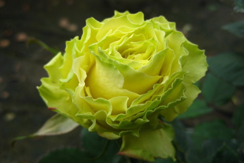 1700564501432409.jpg