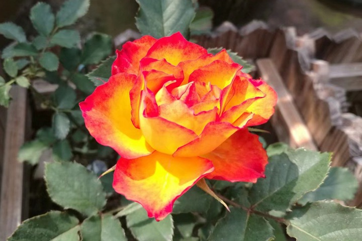 1700611817127258.jpg 火焰月季优缺点