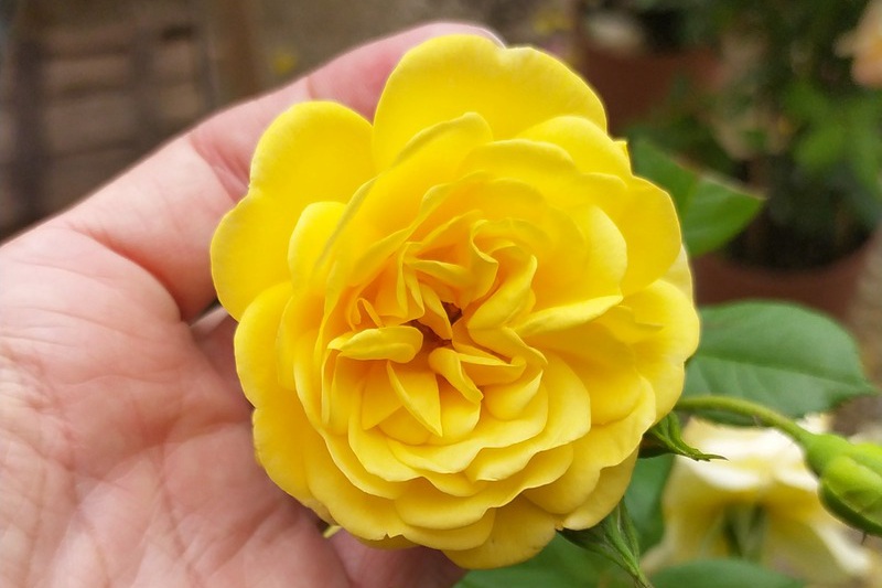 1700615968841891.jpg 金纱裙Golden Pareo
