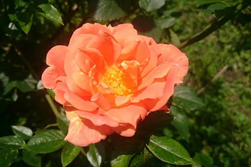 1700616576947023.jpg