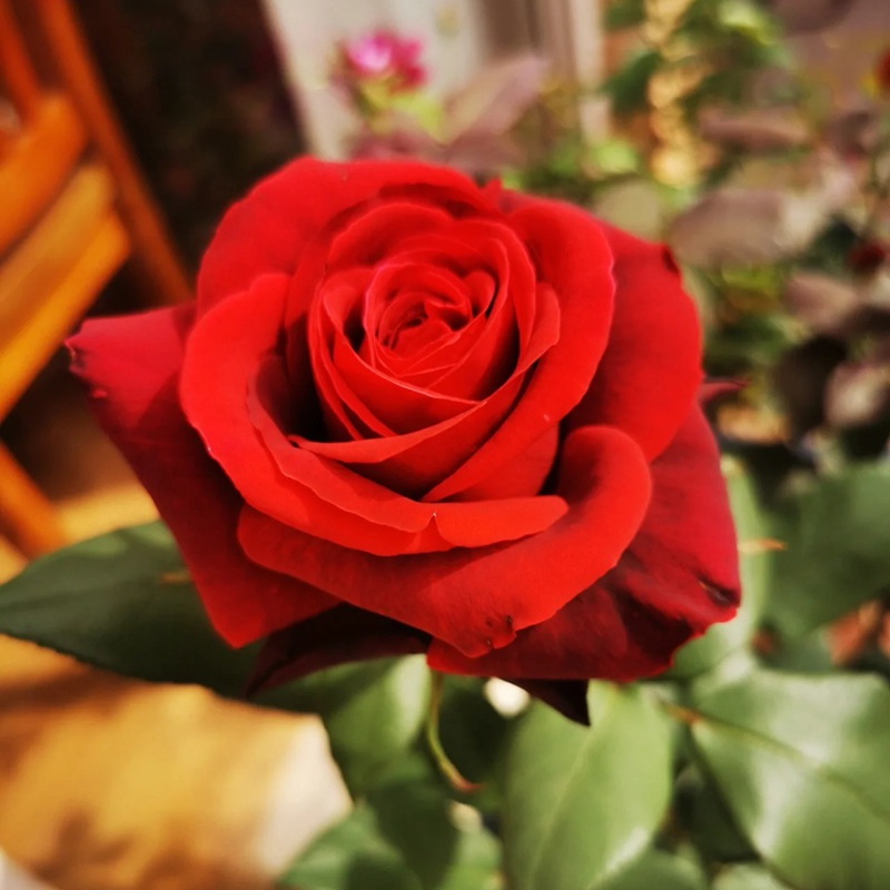 1700642479144318.jpg