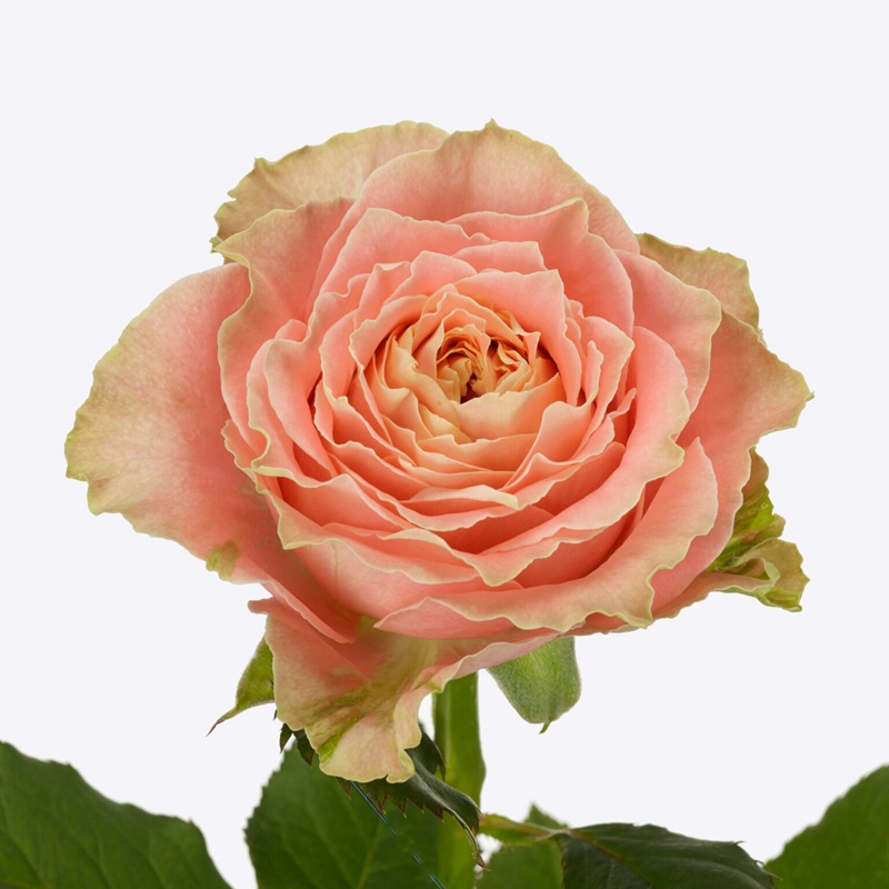 1700718785915930.jpg