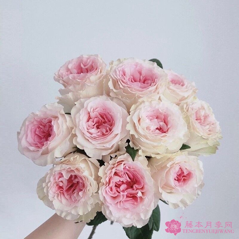 1700784426432616.jpg 洛神月季花优缺点