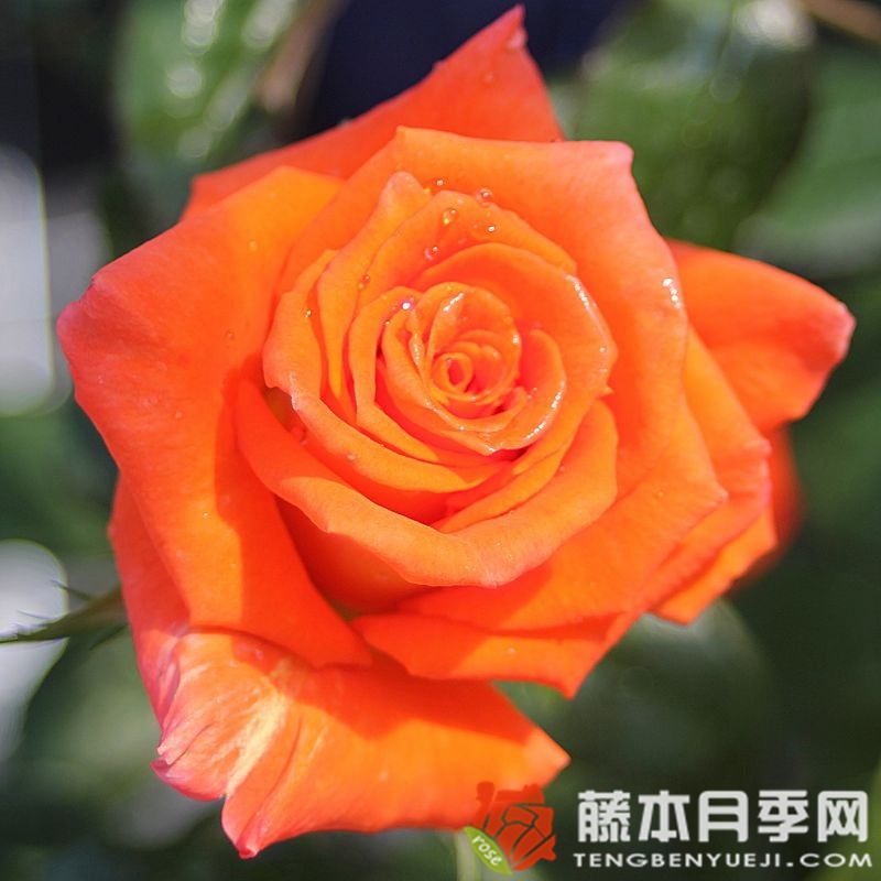 1700871040350013.jpg 莫妮卡月季的优缺特点