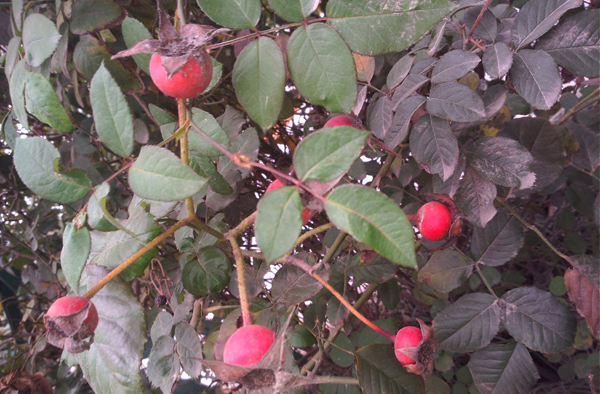 1701044193203822.jpg 月季种子的种植方法和时间