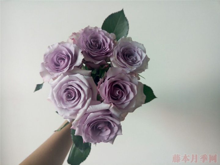 1701128317800652.jpg 紫霞仙子月季值得入手吗