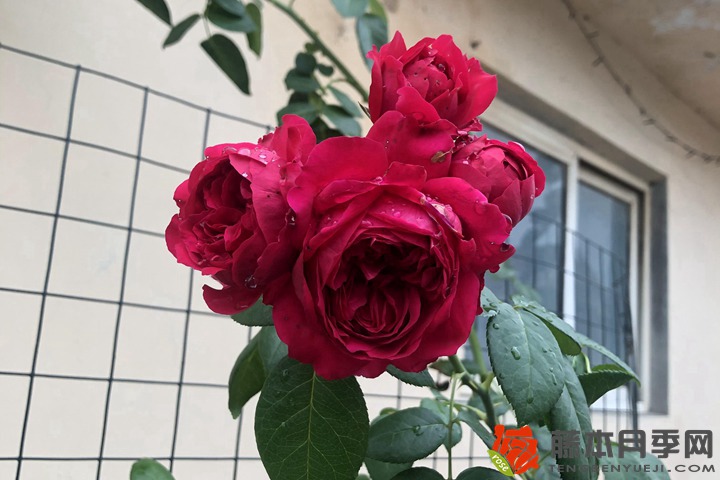 1701129931864774.jpg 玫瑰的颜色有几种