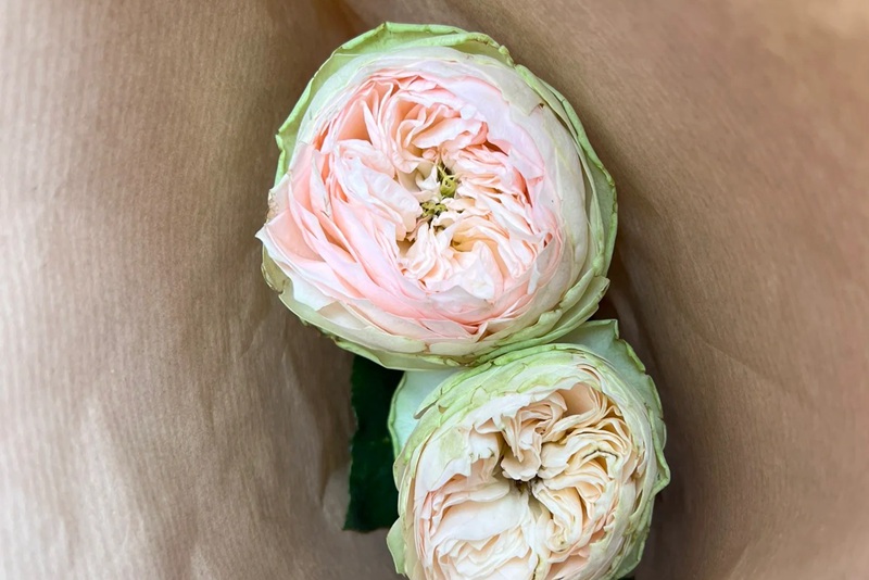 1701154114717170.jpg 粉红小马碧琪Pinky Pie