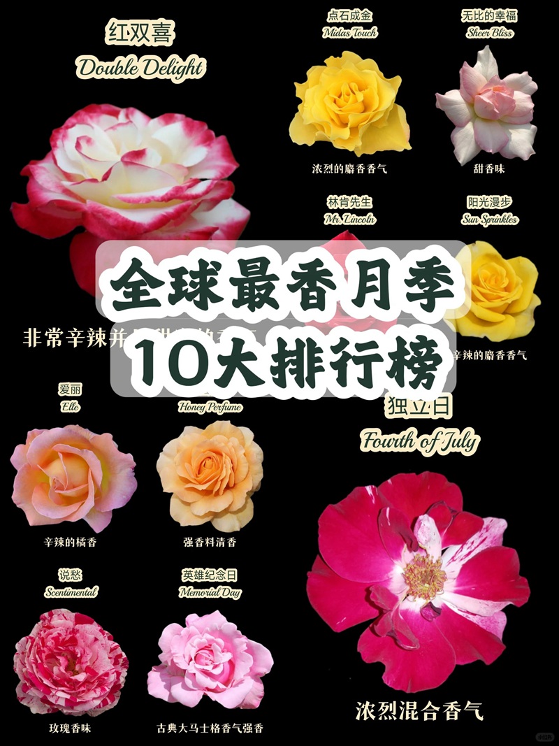 1701243113996366.jpg 全球最香月季10大排行榜
