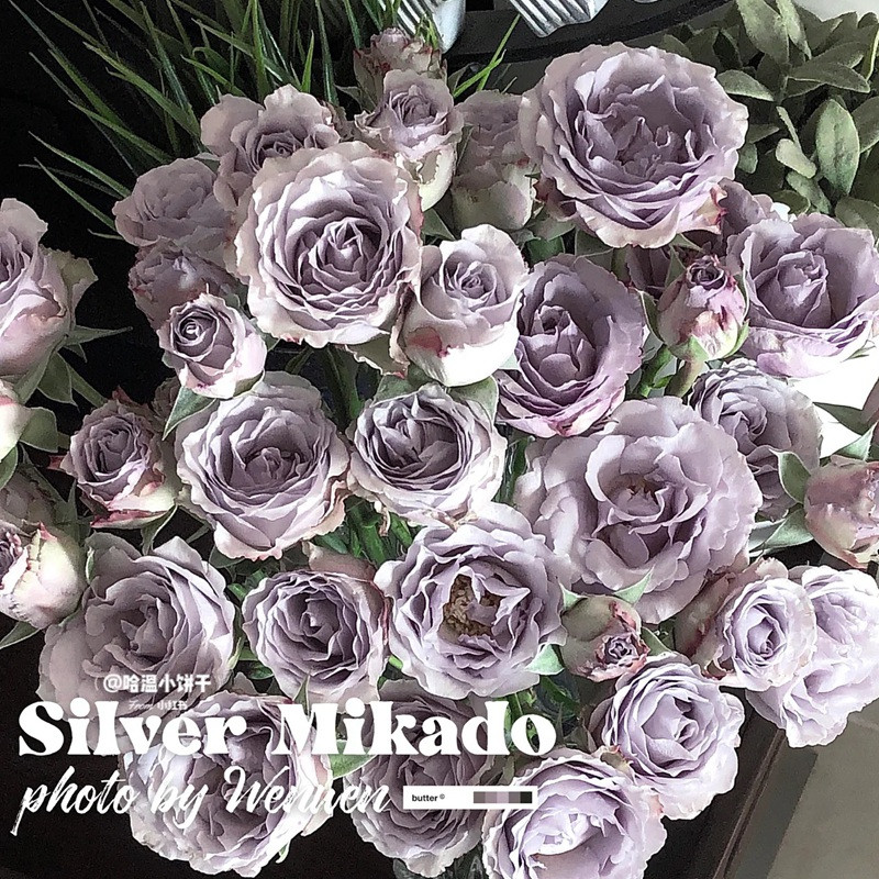 1701308315806478.jpg 银魅Silver Mikado