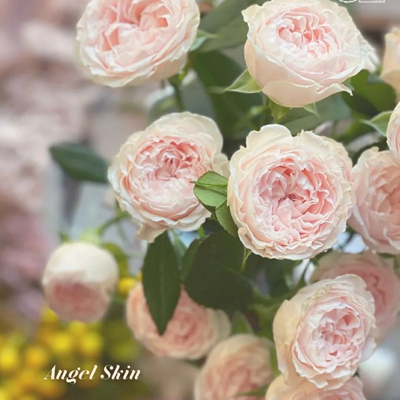 1701349130429421.jpg 天使皮肤Angle Skin