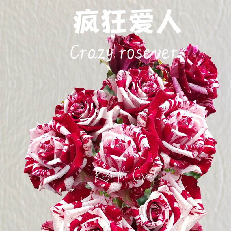 1701349368375206.jpg 疯狂罗西娃/疯狂恋人Crazy Rosever
