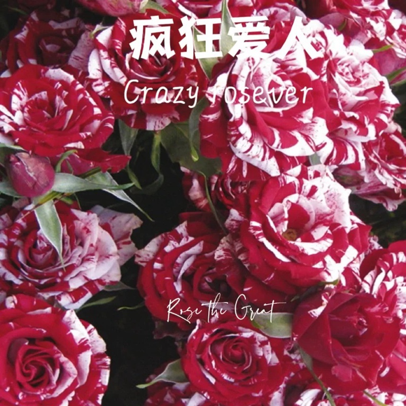 疯狂罗西娃/疯狂恋人 疯狂罗西娃/疯狂恋人