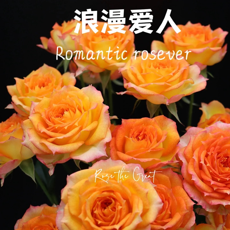1701349817283362.jpg 浪漫爱人Romantic Rosever
