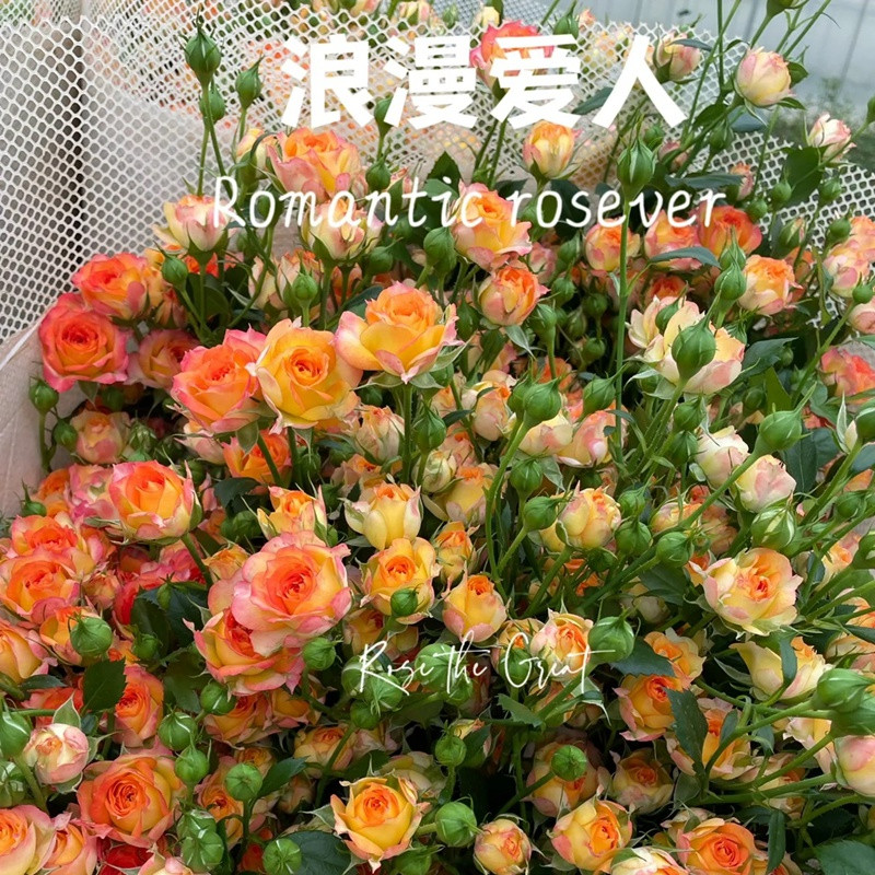 1701349817446555.jpg 浪漫爱人Romantic Rosever