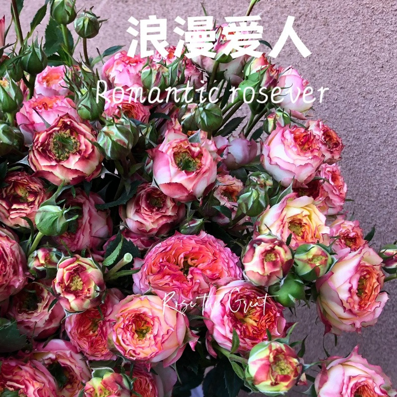 1701349817483608.jpg 浪漫爱人Romantic Rosever