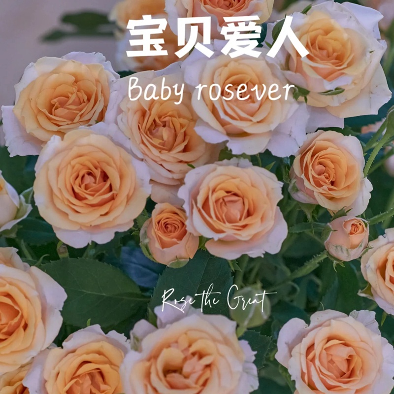 1701350031535140.jpg 宝贝爱人 Baby Rosever