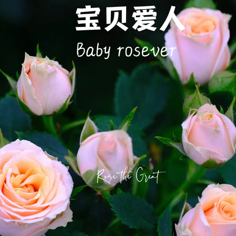 1701350031536288.jpg 宝贝爱人 Baby Rosever