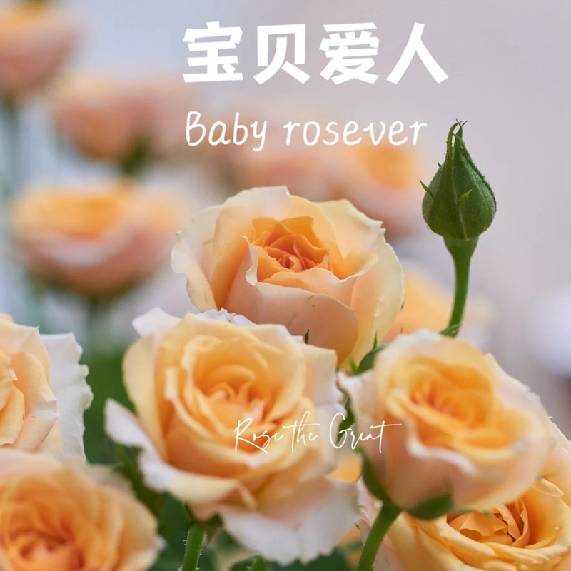 1701350031956723.jpg 宝贝爱人 Baby Rosever