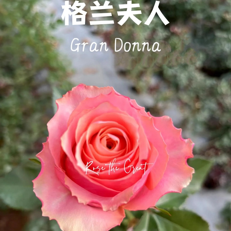 1701351164200254.jpg 格兰夫人Gran Donna