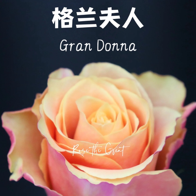 1701351164588492.jpg 格兰夫人Gran Donna