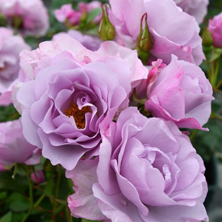 1675661293741073.jpg 撒马尔罕Samarqand