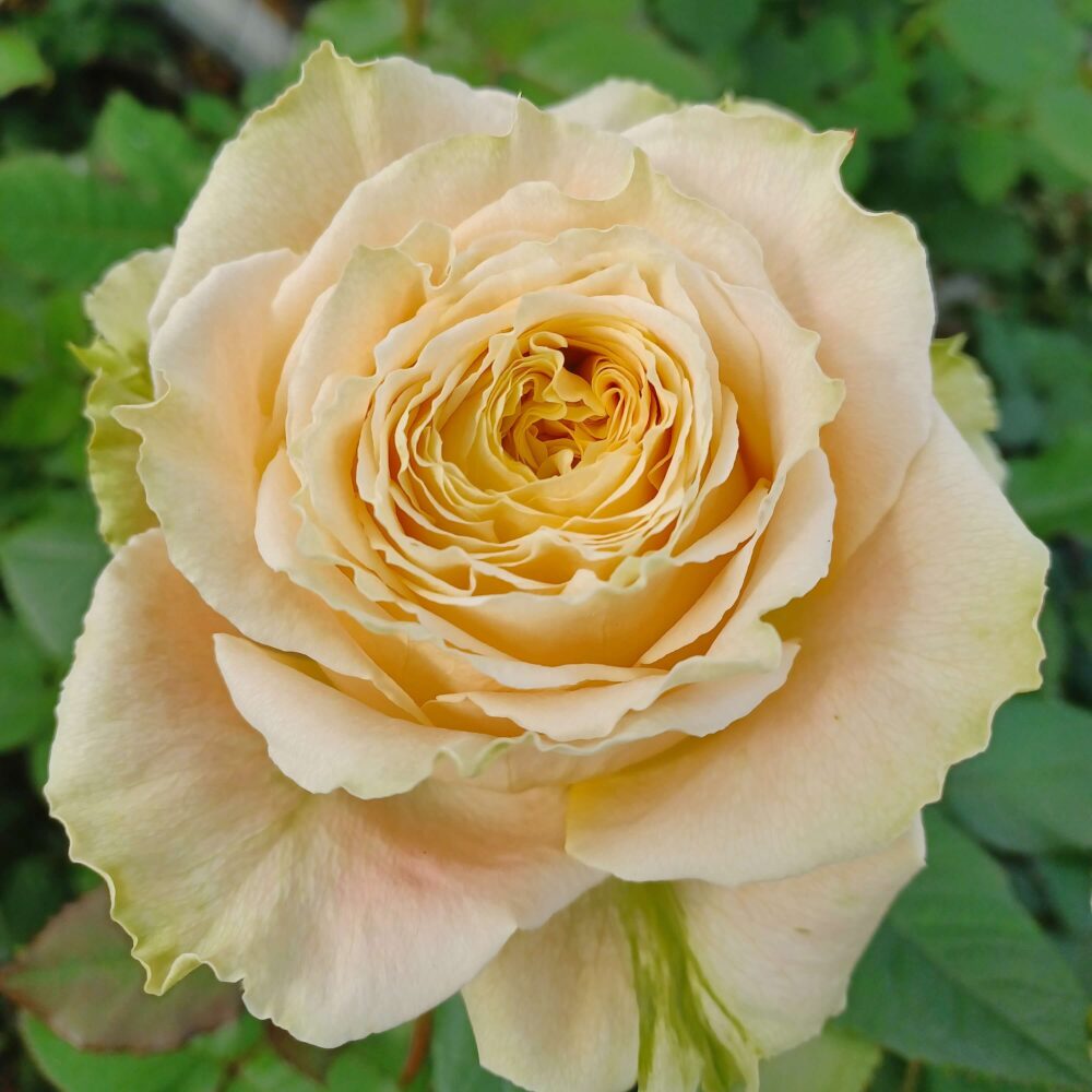 乡村芙丽达 乡村芙丽达