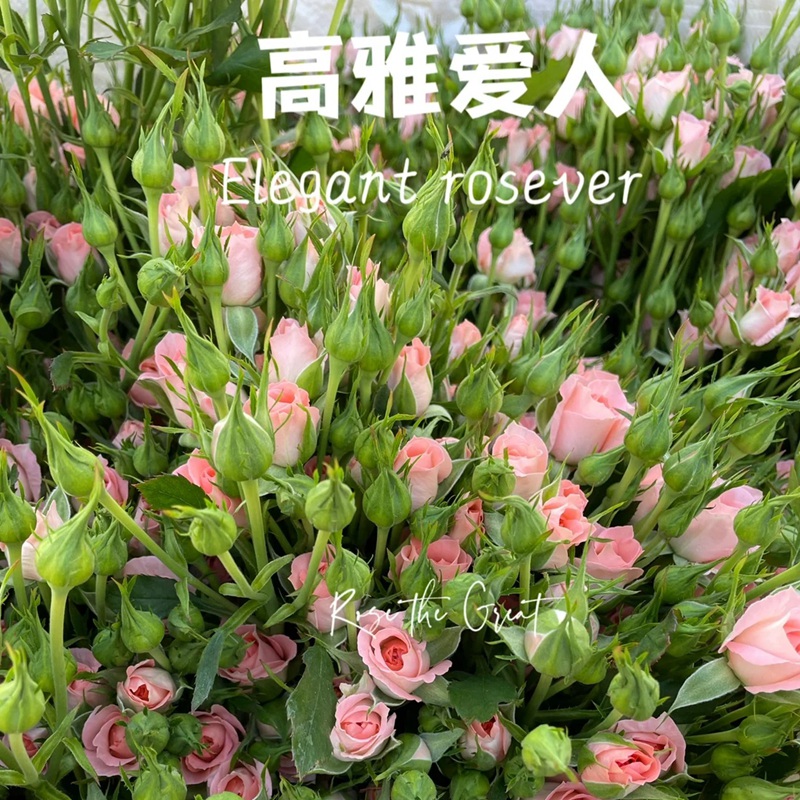 1701395757145614.jpg 高雅爱人Elegant Rosever