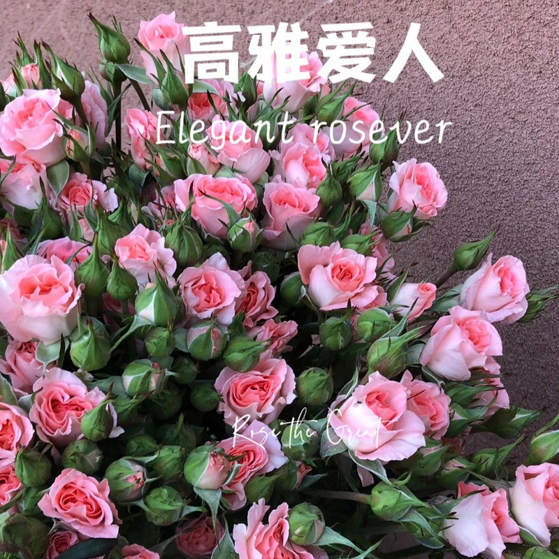 1701395757852196.jpg 高雅爱人Elegant Rosever