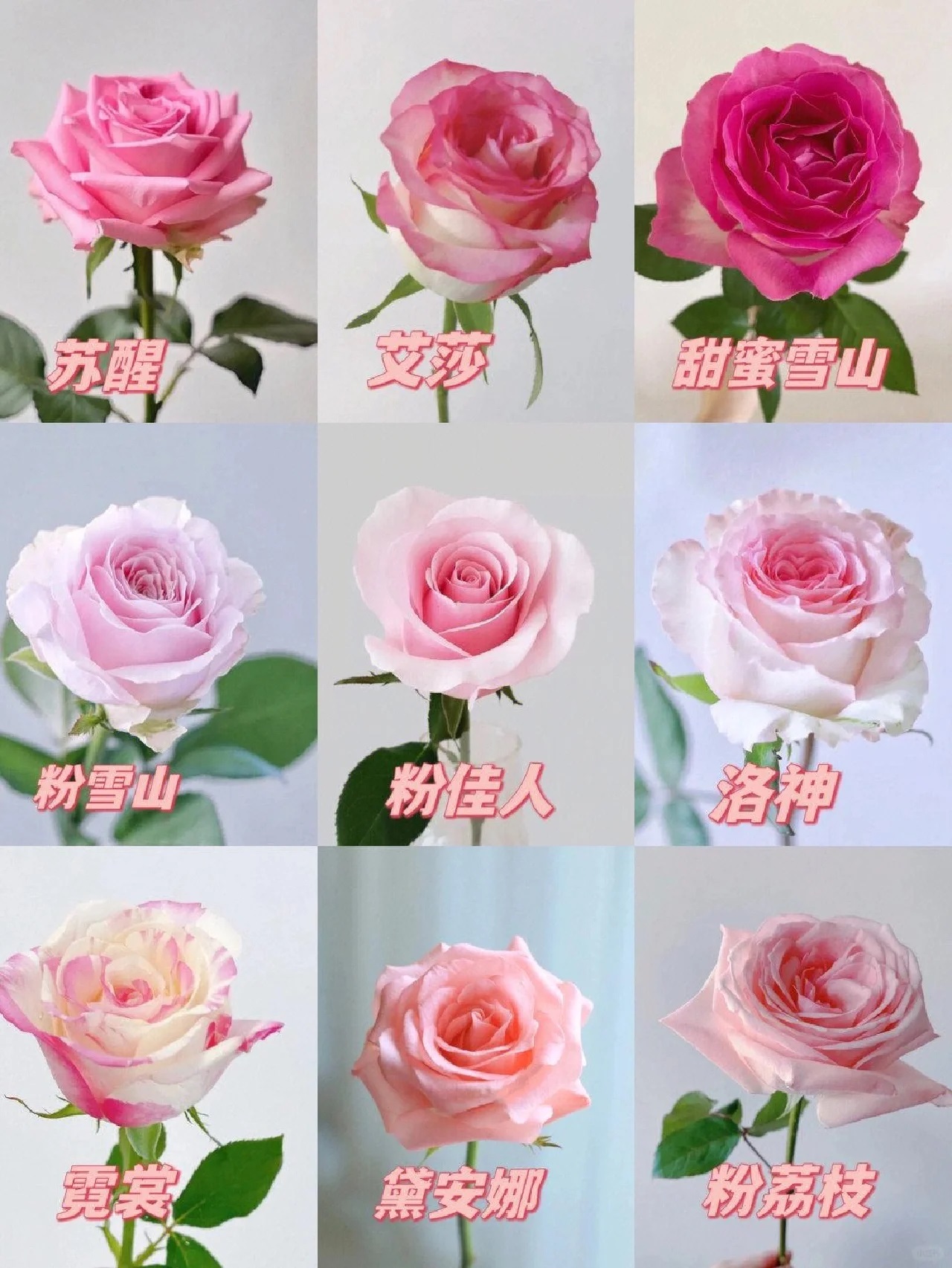 1701399302268310.jpg 9种高颜值的切花玫瑰推荐(图鉴)
