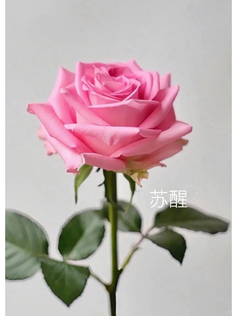 1701399344532379.jpg 9种高颜值的切花玫瑰推荐(图鉴)