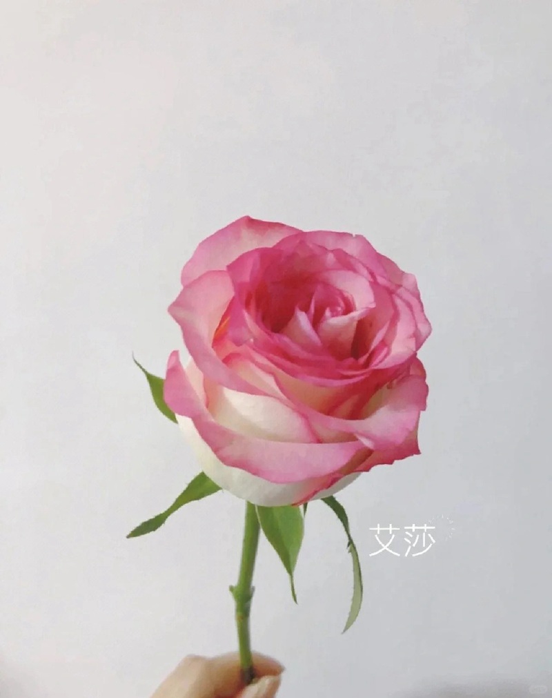 1701399351915429.jpg 9种高颜值的切花玫瑰推荐(图鉴)