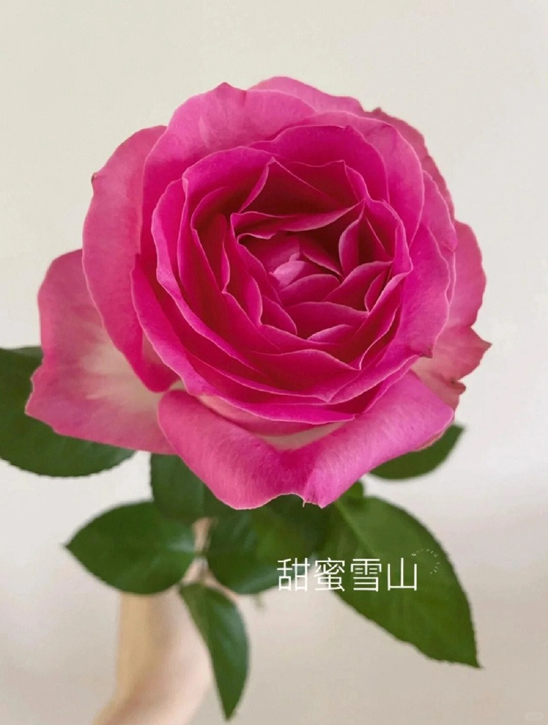 1701399359233113.jpg 9种高颜值的切花玫瑰推荐(图鉴)