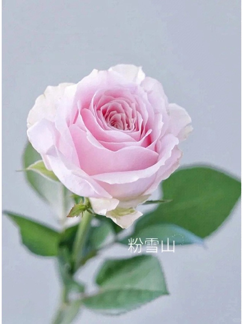 1701399368452159.jpg 9种高颜值的切花玫瑰推荐(图鉴)